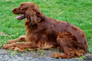 Elegant Motley Acres Star Of Goldset (Romania)-Ellie