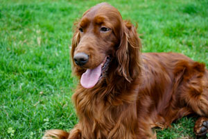 Elegant Motley Acres Star Of Goldset (Romania)
	-Ellie