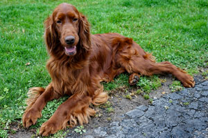 Photo of Mother Ellie-Irish Setter.