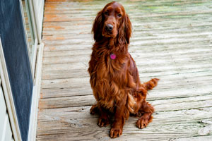 Elegant Motley Acres Star Of Goldset (Romania)
	-Ellie