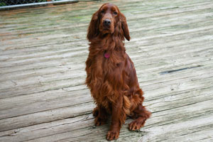 Elegant Motley Acres Star Of Goldset (Romania)
	-Ellie