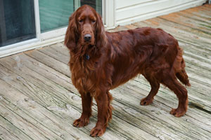 Elegant Motley Acres Star Of Goldset (Romania)
	-Ellie