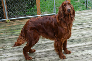 Elegant Motley Acres Star Of Goldset (Romania)
	-Ellie