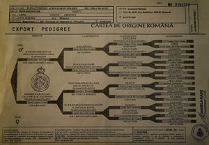 Pedigree of Elegant Motley Acres Star Of Goldset (Romania)
	-Ellie