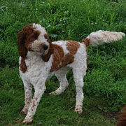Heavenly Gabby f1 parti Irishdoodle, mother is Mary Quin. Sibling to this litter.