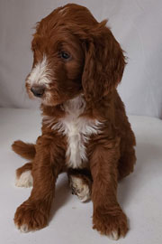 Photo of Heavenly Gracie x Heavenly Rusty red Standard Irishdoodle Puppy.