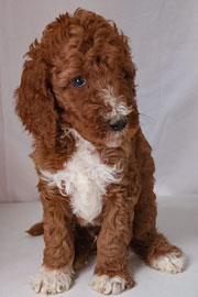 Photo of Heavenly Gracie x Heavenly Rusty red Standard Irishdoodle Puppy.