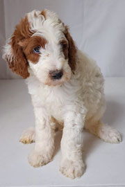 Photo of Heavenly Gracie x Heavenly Rusty red Standard Irishdoodle Puppy.