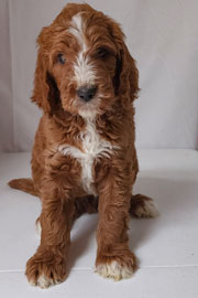 Photo of Heavenly Gracie x Heavenly Rusty red Standard Irishdoodle Puppy.