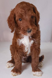 Photo of Heavenly Gracie x Heavenly Rusty red Standard Irishdoodle Puppy.