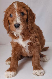 Photo of Heavenly Gracie x Heavenly Rusty red Standard Irishdoodle Puppy.