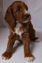 Photo of Heavenly Gracie x Heavenly Rusty red Standard Irishdoodle Puppy.