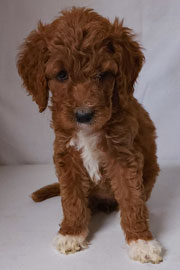 Photo of Heavenly Gracie x Heavenly Rusty red Standard Irishdoodle Puppy.