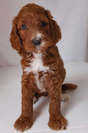 Photo of Heavenly Gracie x Heavenly Rusty red Standard Irishdoodle Puppy.