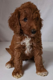 Photo of Heavenly Gracie x Heavenly Rusty red Standard Irishdoodle Puppy.