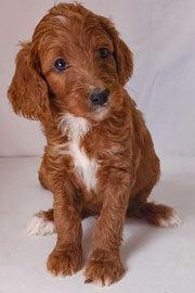 Photo of Heavenly Gracie x Heavenly Rusty red Standard Irishdoodle Puppy.