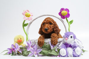 Mother Irishdoodle as a puppy-SHEENA