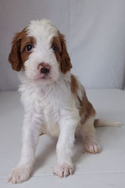 Photo of Heavenly Mary Quinn x Heavenly Rusty red Standard Irishdoodle Puppy.