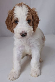 Photo of Heavenly Mary Quinn x Heavenly Rusty red Standard Irishdoodle Puppy.