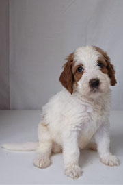Photo of Heavenly Mary Quinn x Heavenly Rusty red Standard Irishdoodle Puppy.
