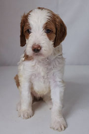 Photo of Heavenly Mary Quinn x Heavenly Rusty red Standard Irishdoodle Puppy.