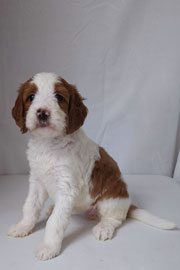 Photo of Heavenly Mary Quinn x Heavenly Rusty red Standard Irishdoodle Puppy.