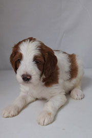 Photo of Heavenly Mary Quinn x Heavenly Rusty red Standard Irishdoodle Puppy.