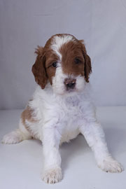 Photo of Heavenly Mary Quinn x Heavenly Rusty red Standard Irishdoodle Puppy.