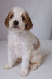 Photo of Heavenly Mary Quinn x Heavenly Rusty red Standard Irishdoodle Puppy.