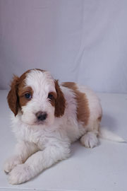 Photo of Heavenly Mary Quinn x Heavenly Rusty red Standard Irishdoodle Puppy.