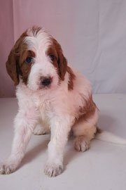 Photo of Heavenly Mary Quinn x Heavenly Rusty red Standard Irishdoodle Puppy.
