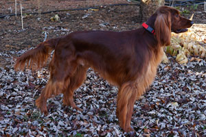 Motley Acres Heavenly Optimus Prime
	-Opie