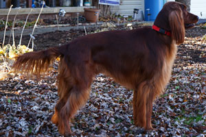 Motley Acres Heavenly Optimus Prime
	-Opie
