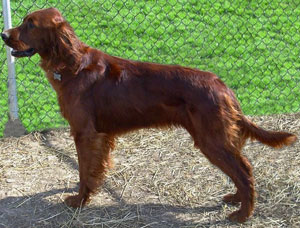 Motley Acres Sweet Sarah-Sarah