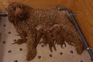 Puppies of SHEENA, one day old, 10-23-2020.