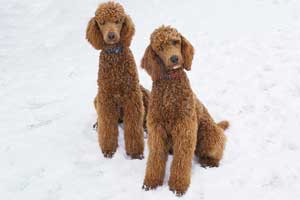 Zachery and Zena