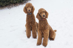 Zachery and Zena