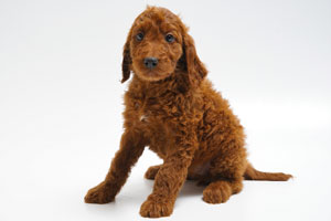 Red Irish Doodle Puppy