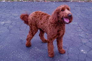 Red standard irish doodle photo -Remey