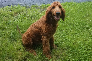 Mother Irishdoodle as a puppy-SHEENA