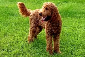 Photo of Mother Irishdoodle- HEAVENLY SHEENA.