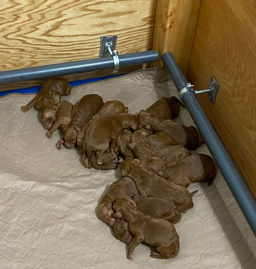 Puppy Whelping photo